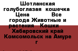 Шотланская голубоглазая  кошечка › Цена ­ 5 000 - Все города Животные и растения » Кошки   . Хабаровский край,Комсомольск-на-Амуре г.